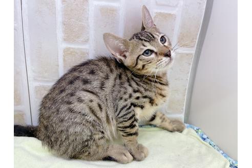 成約済の東京都のジェネッタ-18161の8枚目