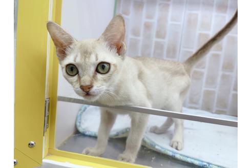 成約済の東京都のシンガプーラ-18372の2枚目