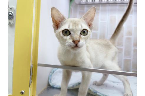 成約済の東京都のシンガプーラ-18372