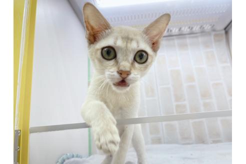 成約済の東京都のシンガプーラ-18372の5枚目