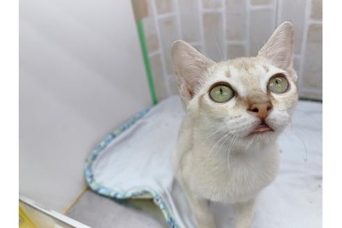 成約済の東京都のシンガプーラ-18372の6枚目