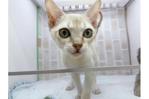 成約済の東京都のシンガプーラ-18372の7枚目