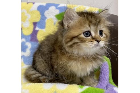 成約済の神奈川県のミヌエット-17643の3枚目