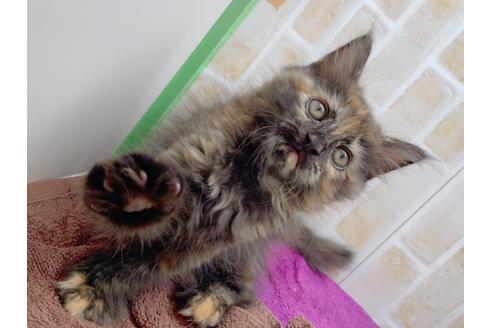 成約済の東京都のサイベリアン-18380の37枚目