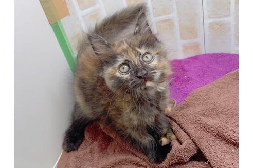 成約済の東京都のサイベリアン-18380の36枚目