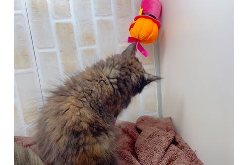 成約済の東京都のサイベリアン-18380の26枚目