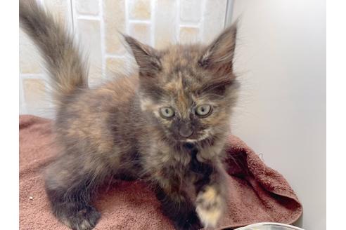 成約済の東京都のサイベリアン-18380の27枚目