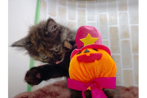 成約済の東京都のサイベリアン-18380の29枚目