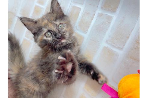 成約済の東京都のサイベリアン-18380の30枚目