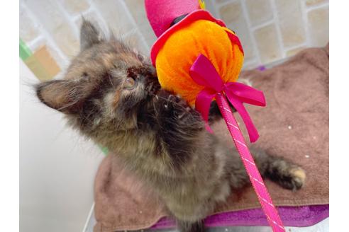 成約済の東京都のサイベリアン-18380の25枚目