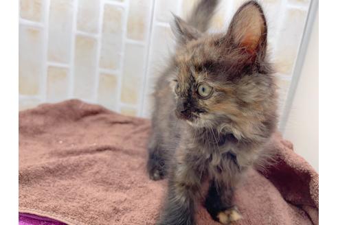 成約済の東京都のサイベリアン-18380の31枚目