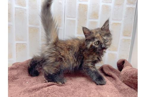 成約済の東京都のサイベリアン-18380の32枚目