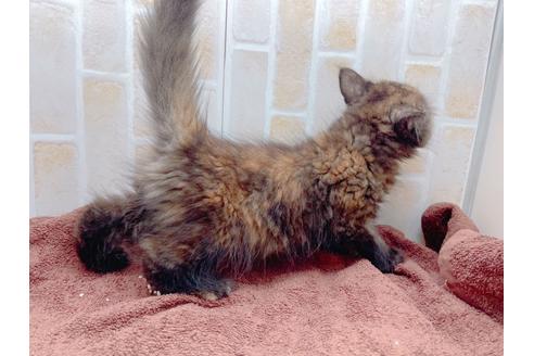 成約済の東京都のサイベリアン-18380の33枚目