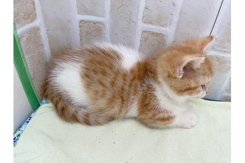 成約済の東京都のマンチカン-18381の20枚目