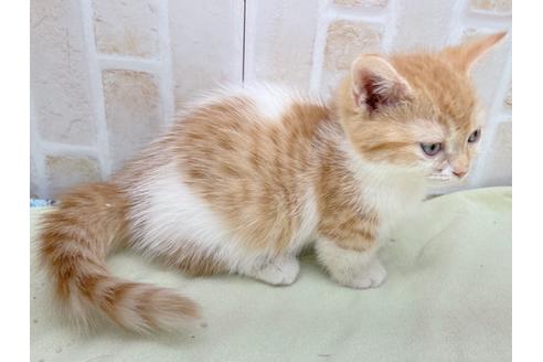 成約済の東京都のマンチカン-18381の19枚目