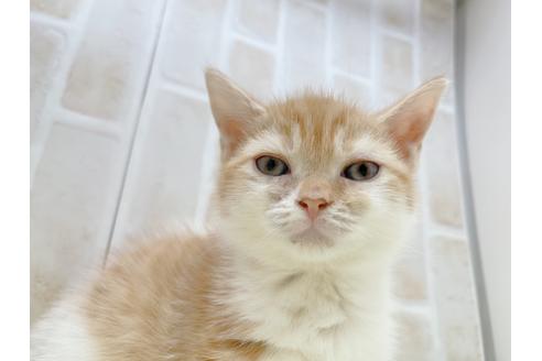 成約済の東京都のマンチカン-18381の16枚目