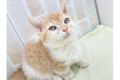 成約済の東京都のマンチカン-18381の14枚目