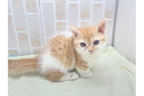 成約済の東京都のマンチカン-18381の12枚目