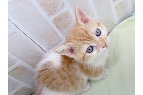 成約済の東京都のマンチカン-18381の11枚目