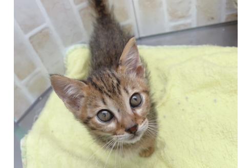 成約済の東京都のジェネッタ-18382の17枚目