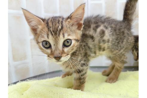 成約済の東京都のジェネッタ-18382の20枚目