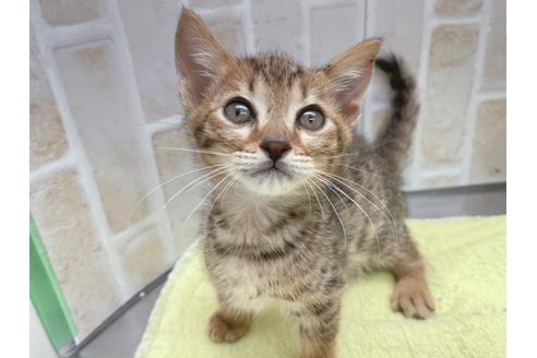 成約済の東京都のジェネッタ-18382の19枚目