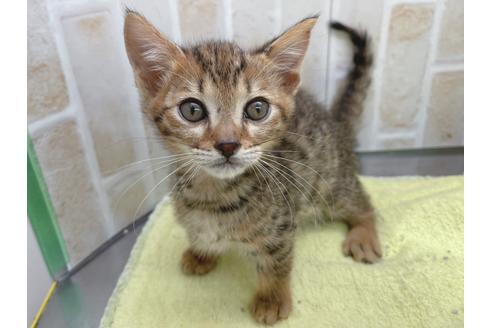 成約済の東京都のジェネッタ-18382の18枚目