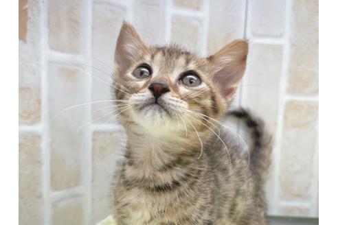 成約済の東京都のジェネッタ-18382の16枚目