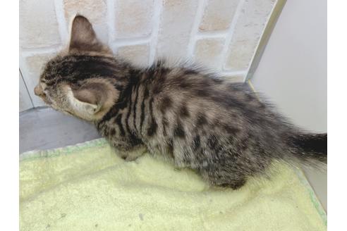 成約済の東京都のジェネッタ-18382の15枚目