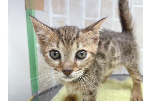 成約済の東京都のジェネッタ-18382の14枚目
