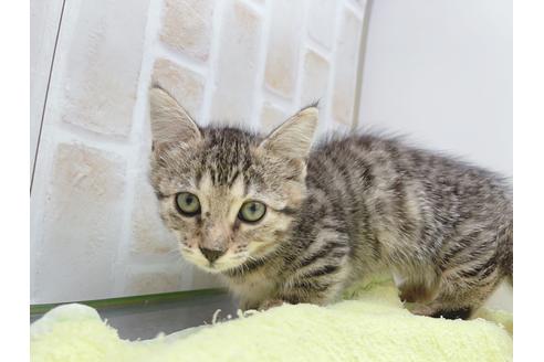 成約済の東京都のジェネッタ-18382の12枚目