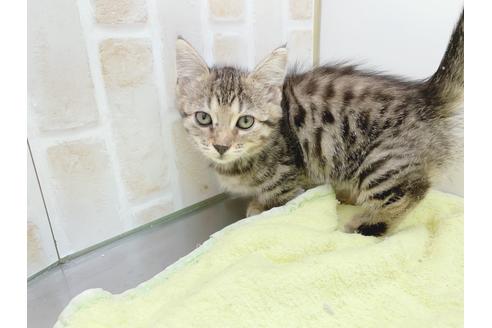 成約済の東京都のジェネッタ-18382の1枚目