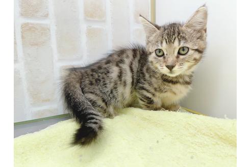 成約済の東京都のジェネッタ-18382の7枚目