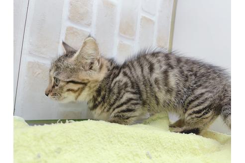 成約済の東京都のジェネッタ-18382の11枚目