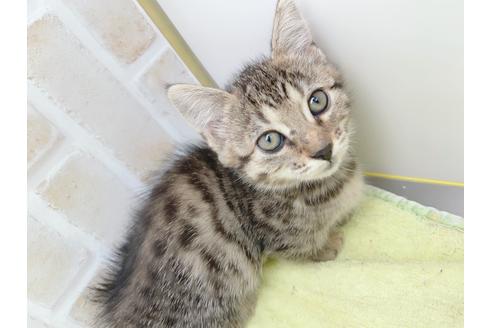 成約済の東京都のジェネッタ-18382の10枚目