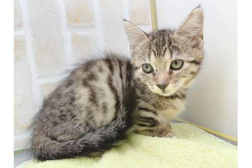 成約済の東京都のジェネッタ-18382の9枚目