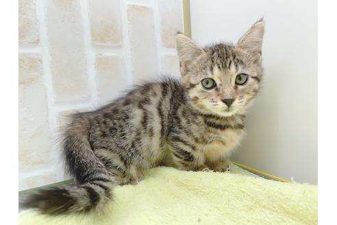 成約済の東京都のジェネッタ-18382の8枚目