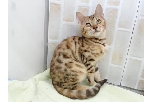 成約済の東京都のベンガル-18385の14枚目