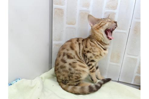 成約済の東京都のベンガル-18385の15枚目