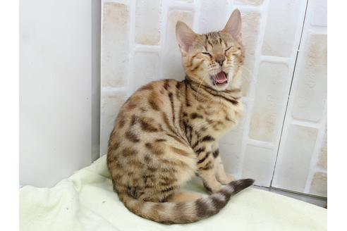 成約済の東京都のベンガル-18385の8枚目