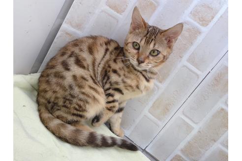 成約済の東京都のベンガル-18385の9枚目