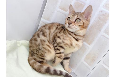 成約済の東京都のベンガル-18385の10枚目