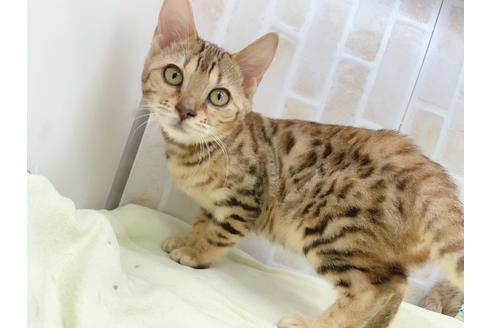 成約済の東京都のベンガル-18385の11枚目