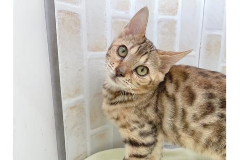 成約済の東京都のベンガル-18385の13枚目