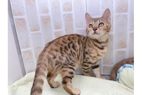 成約済の東京都のベンガル-18385の2枚目