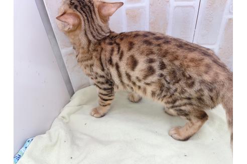 成約済の東京都のベンガル-18385の3枚目