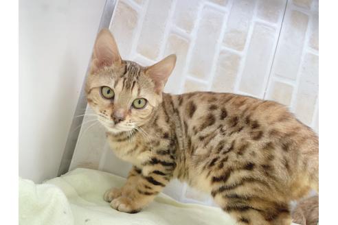 成約済の東京都のベンガル-18385の4枚目