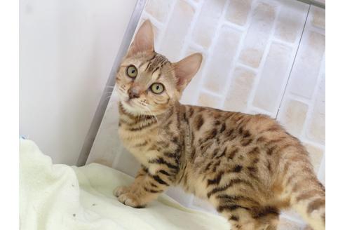 成約済の東京都のベンガル-18385の5枚目