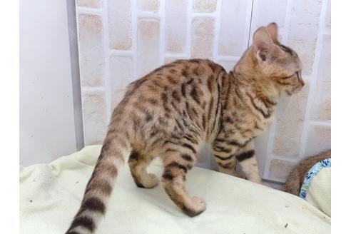 成約済の東京都のベンガル-18385の6枚目