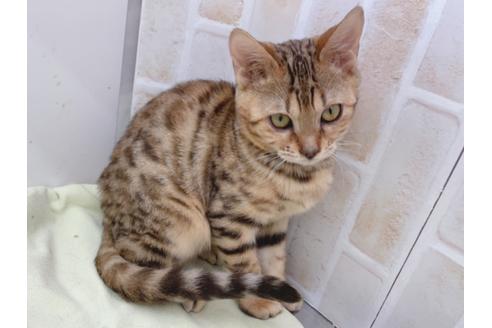 成約済の東京都のベンガル-18385の7枚目